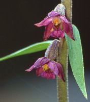 Epipactis atrorubens (kruszczyk rdzawoczerwony)