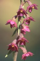 Epipactis atrorubens (kruszczyk rdzawoczerwony)