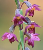 Epipactis atrorubens (kruszczyk rdzawoczerwony)