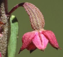 Epipactis atrorubens (kruszczyk rdzawoczerwony)