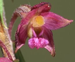 Epipactis atrorubens (kruszczyk rdzawoczerwony)