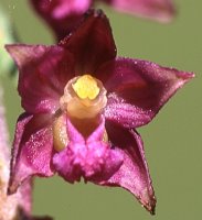 Epipactis atrorubens (kruszczyk rdzawoczerwony)