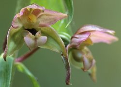 Epipactis helleborine (kruszczyk szerokolistny)