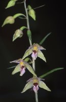 Epipactis helleborine (kruszczyk szerokolistny)