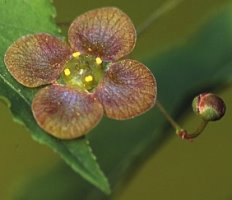 Euonymus verrucosa (trzmielina brodawkowata)