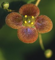 Euonymus verrucosa (trzmielina brodawkowata)