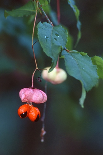 Euonymus verrucosus