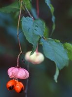 Euonymus verrucosus