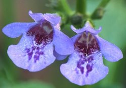 Glechoma hederacea