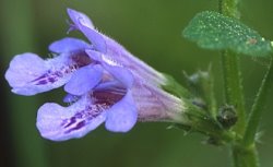 Glechoma hederacea