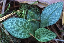 Goodyera repens (tajęża jednostronna)