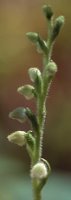 Goodyera repens (tajęża jednostronna)