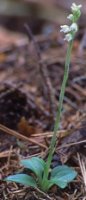 Goodyera repens (tajęża jednostronna)