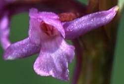 Gymnadenia conopsea ssp. conopsea (gółka długoostrogowa typowa)