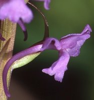 Gymnadenia conopsea ssp. conopsea (gółka długoostrogowa typowa)