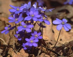 Hepatica nobilis (przylaszczka pospolita)