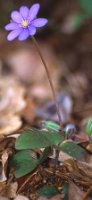 Hepatica nobilis