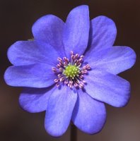 Hepatica nobilis (przylaszczka pospolita)