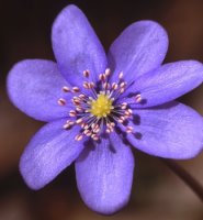 Hepatica nobilis (przylaszczka pospolita)