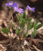 Hepatica nobilis