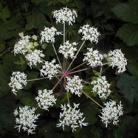 Heracleum sphondylium