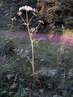 Heracleum sphondylium