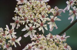 Heracleum sphondylium