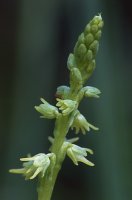 Herminium monorchis (miodokwiat krzyżowy)