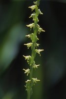 Herminium monorchis (miodokwiat krzyżowy)