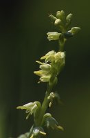 Herminium monorchis (miodokwiat krzyżowy)