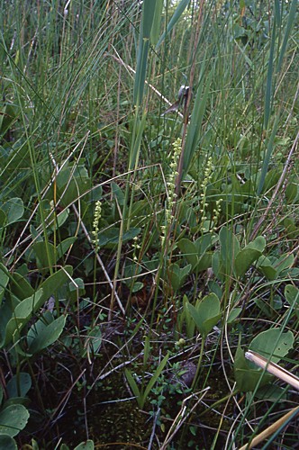 Herminium monorchis (miodokwiat krzyżowy)