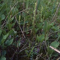 Herminium monorchis (miodokwiat krzyżowy)