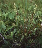 Herminium monorchis (miodokwiat krzyżowy)