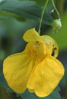 Impatiens noli-tangere (niecierpek pospolity)