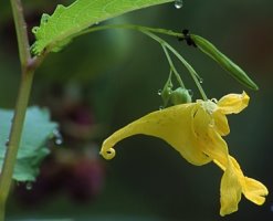 Impatiens noli-tangere