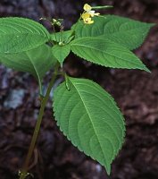 Impatiens parviflora