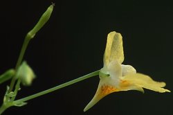 Impatiens parviflora