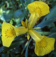 Iris pseudoacorus