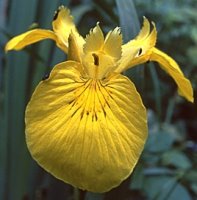 Iris pseudoacorus