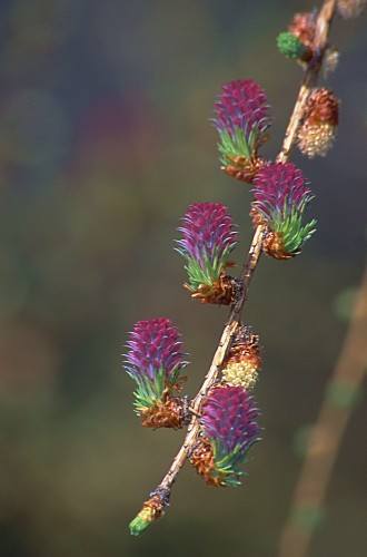 Larix decidua