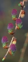 Larix decidua