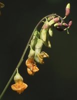 Lathyrus laevigatus