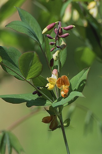 Lathyrus laevigatus