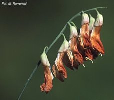 Lathyrus laevigatus