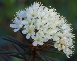 Ledum palustre (bagno zwyczajne)