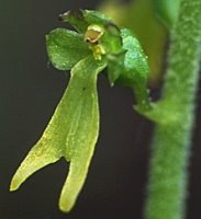 Listera ovata