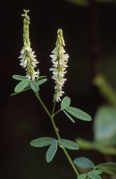 Melilotus alba