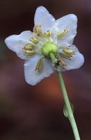 Moneses uniflora