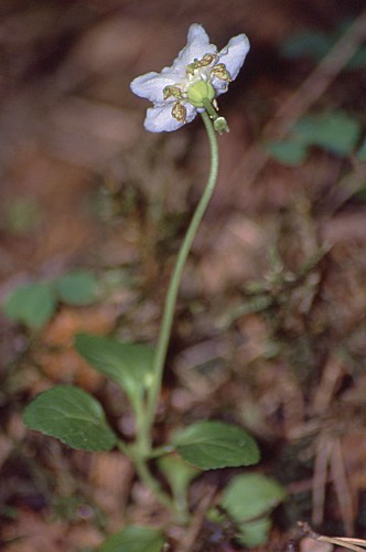 Moneses uniflora