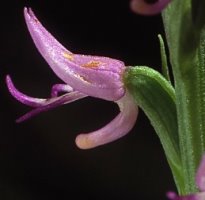 Neottianthe cucullata (kukuczka kapturkowata)